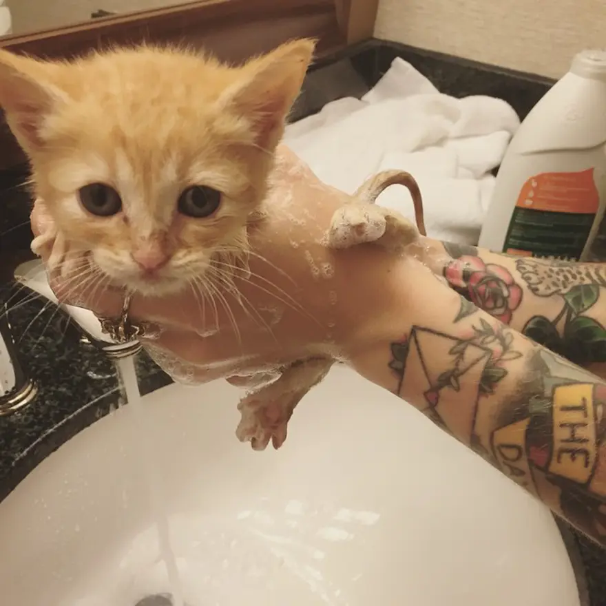 Hayatını kedileri kurtarmaya adadı 186