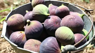 Bursa siyah inciri AB tescili aldı