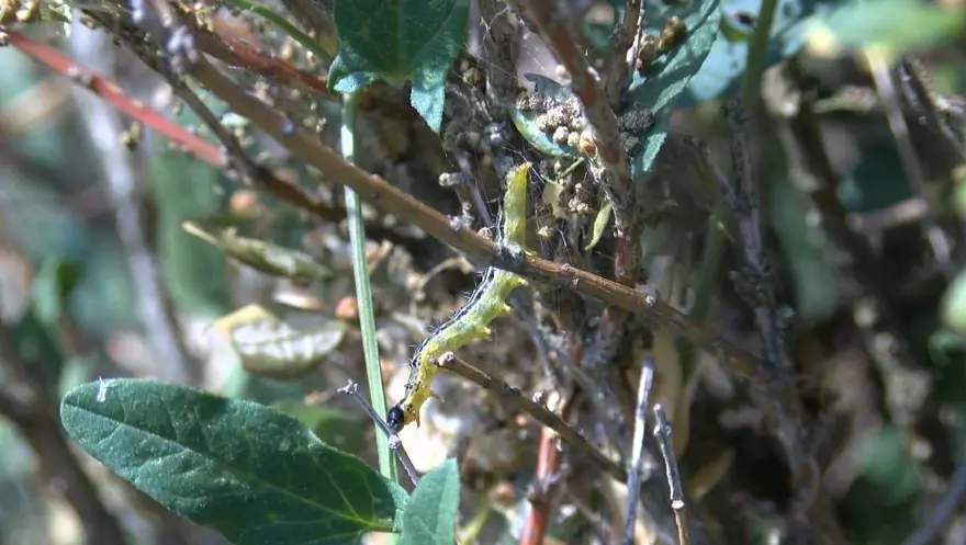 "TAMAMEN YEŞİL CANAVARI" 3