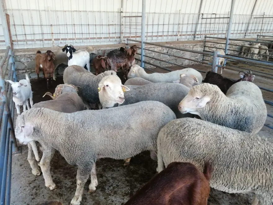 Keşan'da çiçek ve şarbon hastalığı alarmı: Hayvanların meraya çıkarılması yasaklandı 5