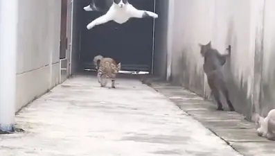 Sokakta sıkıştırılınca 'ninja' usulü kaçan kedi