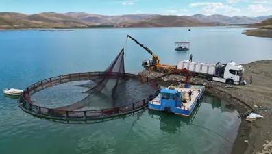 Bayburt'ta yetişiyor, Rusya'ya gönderiliyor: Yöre halkının geçim kaynağı