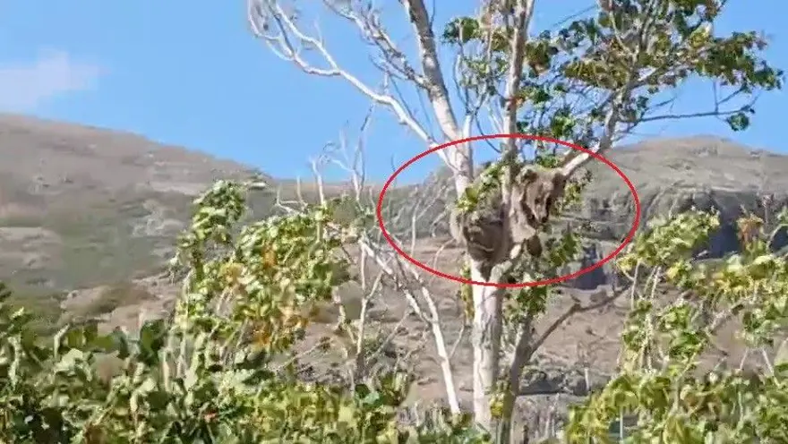 Bir köyü alarma geçirmişti: Bu kez ağaç üstünde görüldü 