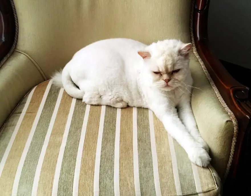 Kayıp kedi minibüsün kaportasından çıktı 8 Kayıp kedi minibüsün kaportasından çıktı 8