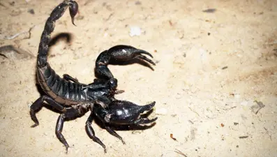 Şanlıurfa'da canlı akrep toplayan kişiye 387 bin lira para cezası