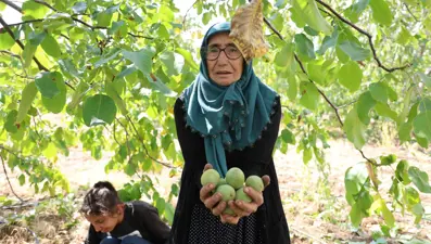 Bu köyün cevizi Amerika ve Avrupa'ya gönderiliyor!