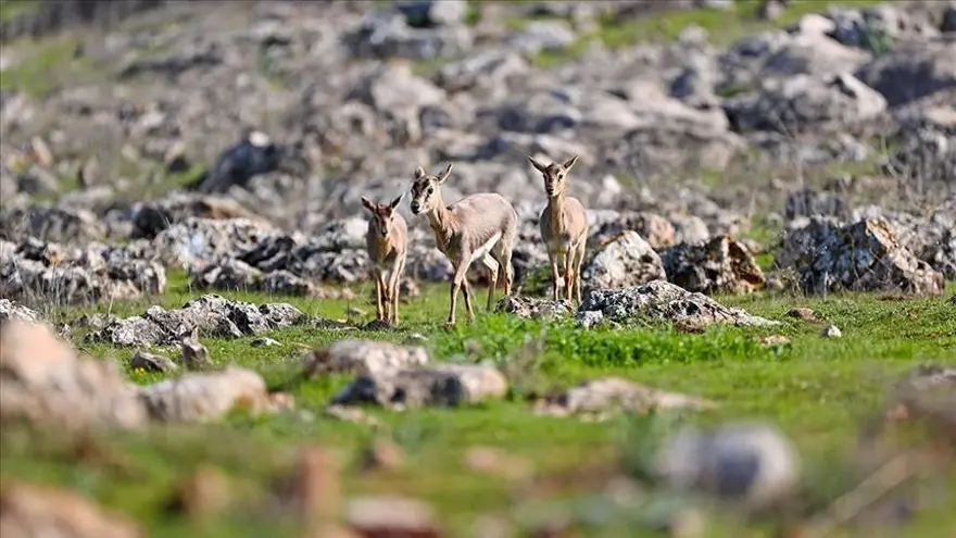 DKMP BAŞVURUSU NASIL YAPILIR? 2