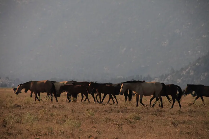 Soyları Osmanlı süvari birliğine dayanıyor! Torosların vahşi güzelliği 'Yılkı atları' 24