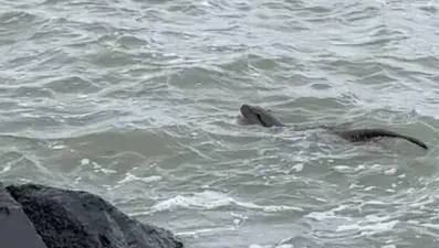 Nesli tehlike altında! Tekirdağ sahilinde görüntülendi
