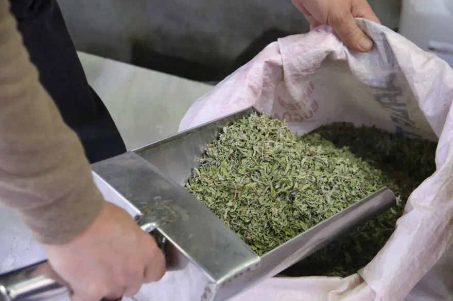 Yaşı 100 lira, kurusu 500 lira: Sabırla toplanıyor 1