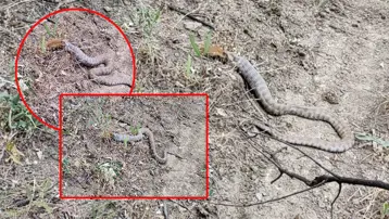 Tunceli'de görüntülendi: Koca engerek, sincabı yuttu