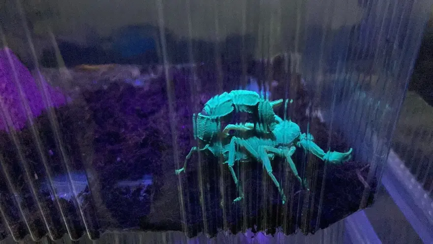 16 yaşında karar verdi şimdi 3 bin adet mavi akrep yetiştiriyor: "Başta korktum, sonra alıştım" 3