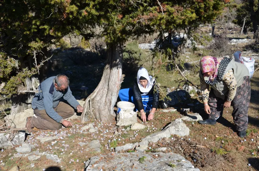 Toroslardan toplanıyor, sadece pekmez olarak tüketiliyor 8