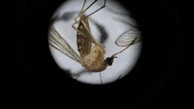 Batı Nil Virüsü'nde hızlı artış: İtalya'da endişelendiren veriler