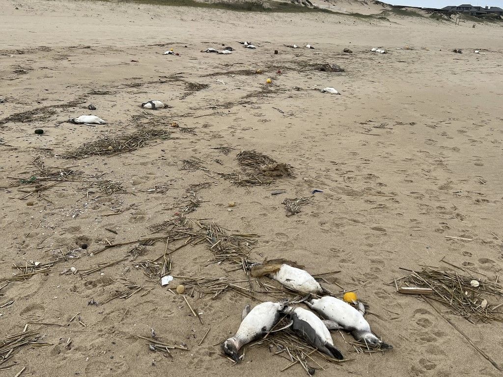 Binlerce penguen sahilde ölü bulundu