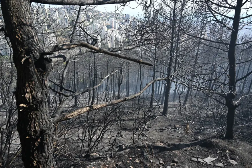 İstanbul Maltepe'de orman yangını 4