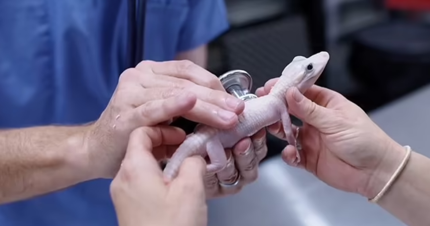 TARİHTE BİRKAÇ KEZ GÖRÜLDÜ 2