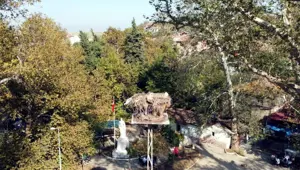 Asırlık çınar kuruyunca leyleğin yardımına koştular