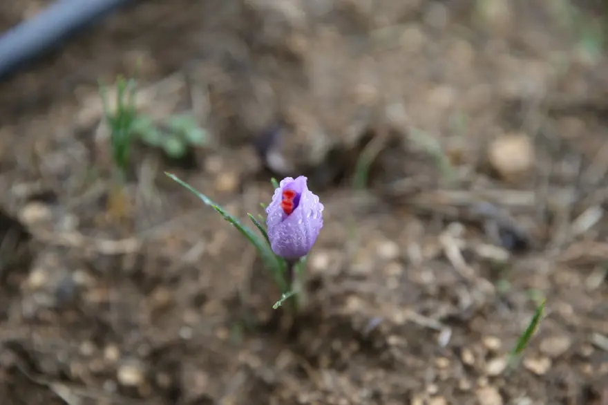 1 kilosu 450 bin lira: "Mucize bitki" çiçek açtı 4 1 kilosu 450 bin lira: "Mucize bitki" çiçek açtı 4