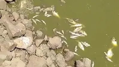 Sular çekildi, balıklar telef oldu