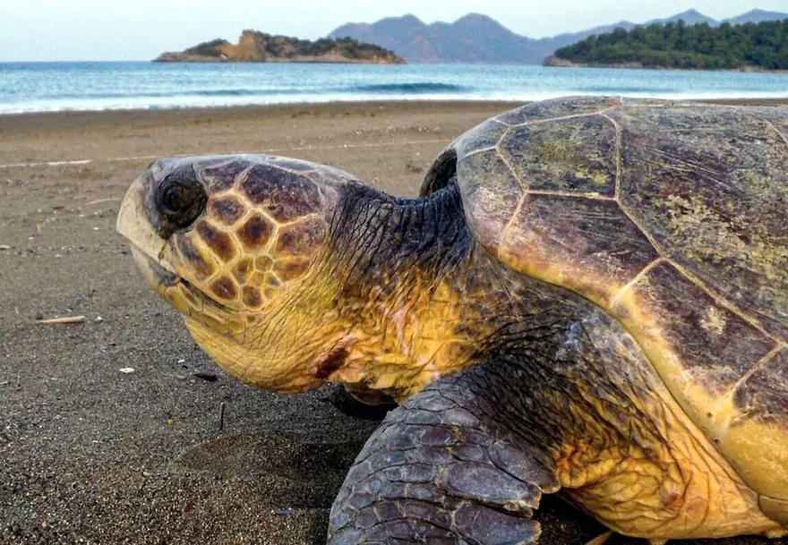 56 caretta carettadan haber yok 1