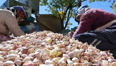 Yurt dışında antibiyotik fabrikalarında kullanılıyor: Aksaray'da ekimi başladı