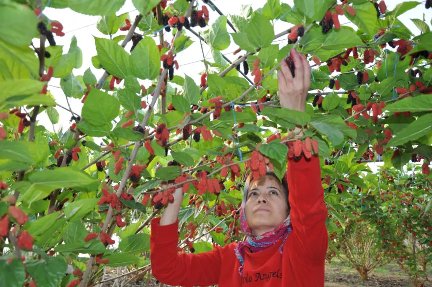 Sabahın erken saatinde dalından toplanıyor, kilosu 120 lira: 250 dönümlük örtü altında yetişiyor 3