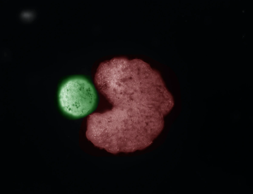 Bilim insanları bölünerek çoğalabilen ilk canlı robotları üretti: Kanser ve yaşlanmaya karşı büyük gelişme 2