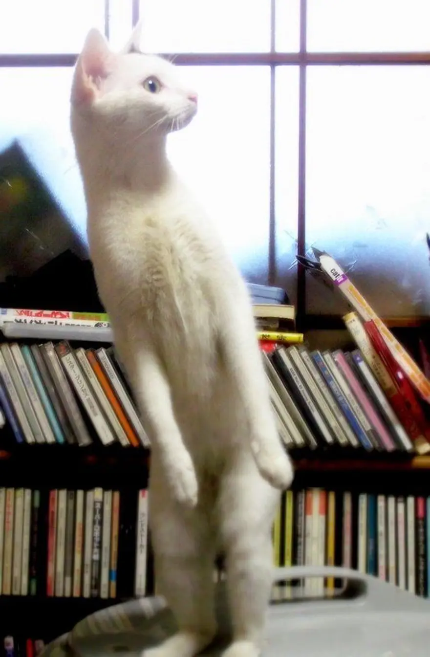 İnternetin yeni fenomenleri 37