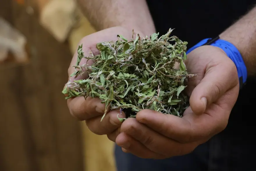 Kendiliğinden yetişiyor, tek tek sabırla toplanıyor: 100 gramıyla bir öğünlük yemek pişiyor Kendiliğinden yetişiyor, tek tek sabırla toplanıyor: 100 gramıyla bir öğünlük yemek pişiyor