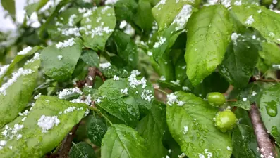 Düzce'de Nisan karı: Eriğin üzerine kar yağdı