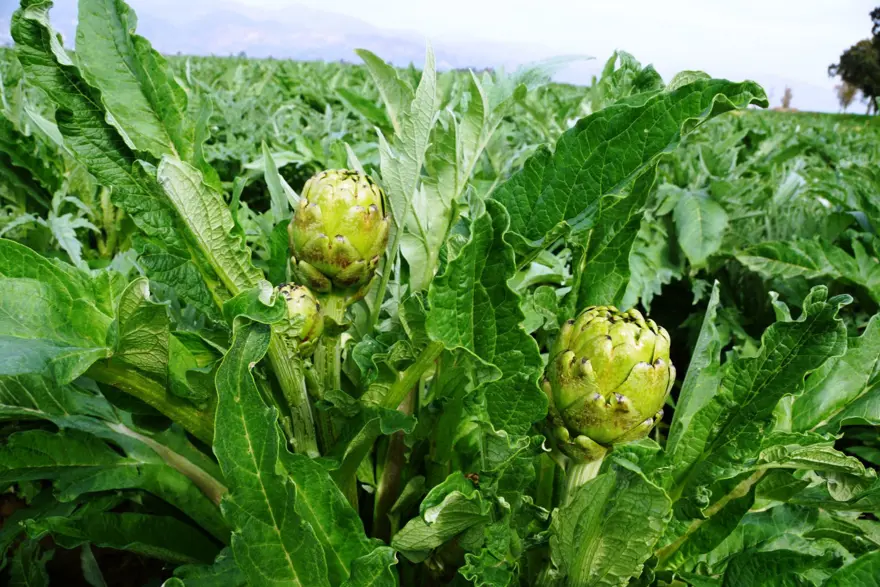 Enginarda soğuğa karşı seferberlik ilan edildi 2 Enginarda soğuğa karşı seferberlik ilan edildi 2