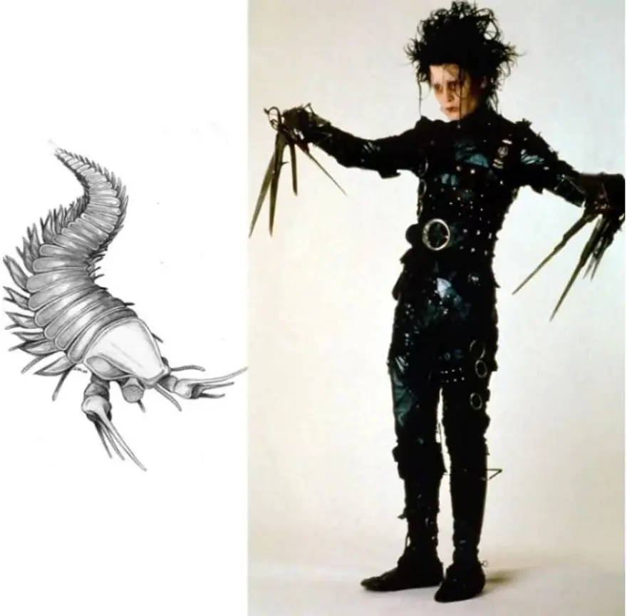 Ünlülerin adı verilen yeni türler 11 Ünlülerin adı verilen yeni türler 11