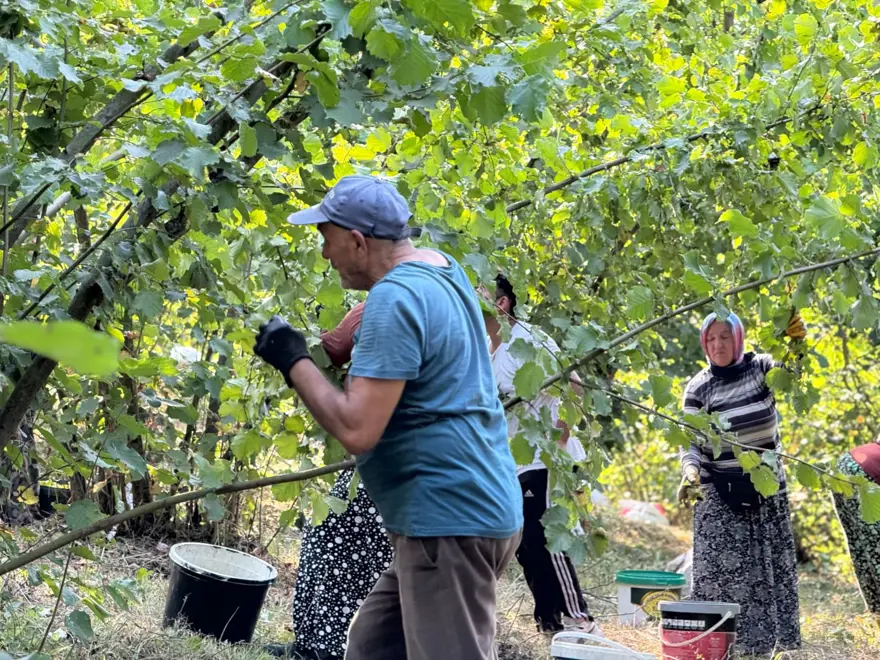 Sıcak havalar erken olgunlaştırdı: Hasat başladı 1 Sıcak havalar erken olgunlaştırdı: Hasat başladı 1
