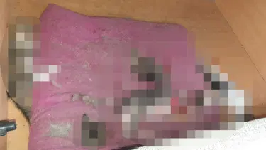 Ankara'da vahşet: 6 yavru kedi başları ve patileri kesilerek öldürüldü