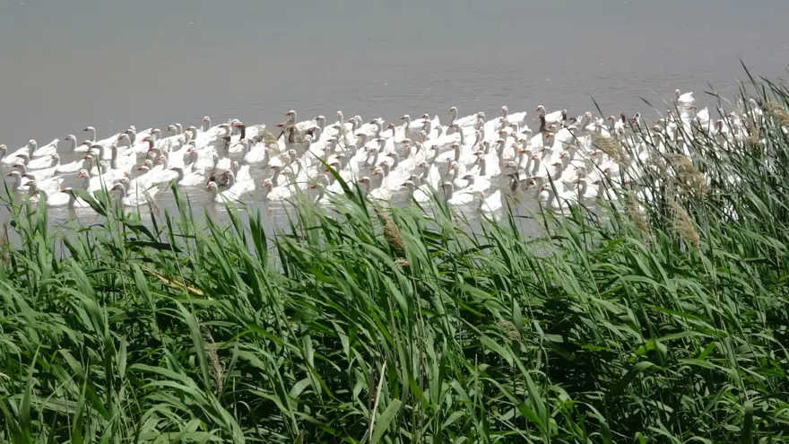 Fransa'dan getirdiği yumurtalarla çiftlik kurdu (Talebe yetişemiyor) 11