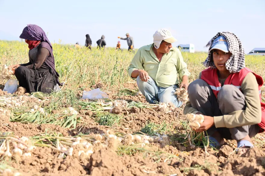 Rusya, Almanya ve İspanya'nın antibiyotiği: Hasat başladı 2