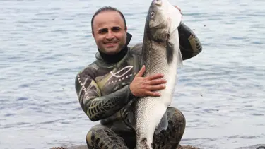 Zıpkınla 8,5 kiloluk levrek yakaladı