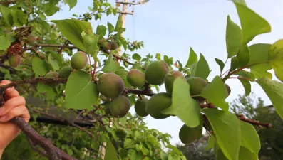 Burhaniye’ de kayısı bereketi yaşanıyor