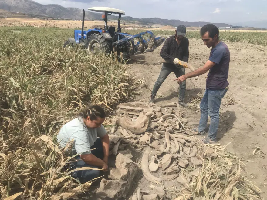 Kahramanmaraş'ta ekim için sürülen tarlada fil fosili bulundu 11