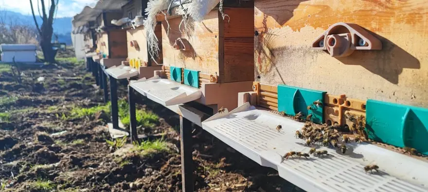 Konyalı arıcı şaşkına döndü: Bu mevsimde yatmaları gerekirken çalışıyorlar, iyiye işaret değil 3