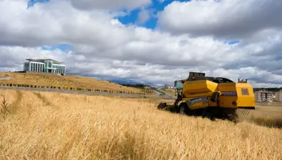 13 bin yıllık buğday tohumu yeniden yeşerdi