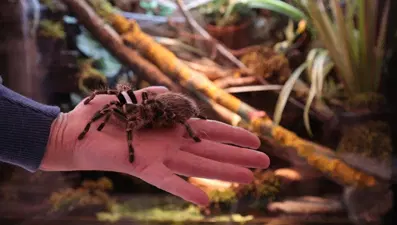 Tarantula ısırması öldürür mü? (Tarantula ısırdığında neler yapılmalı?)