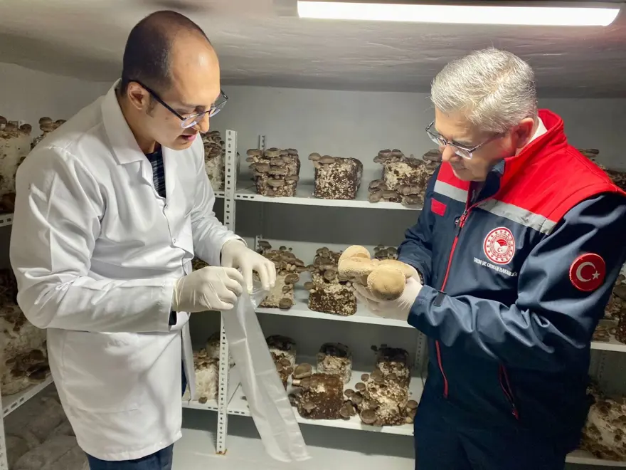 Kral İstiridye ek gelir kapısı oldu: Sağlığa da faydalı, talep yağıyor 3