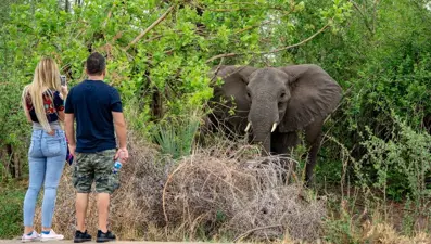 Zimbabve'de bu yıl 60 kişi fil saldırısında öldü