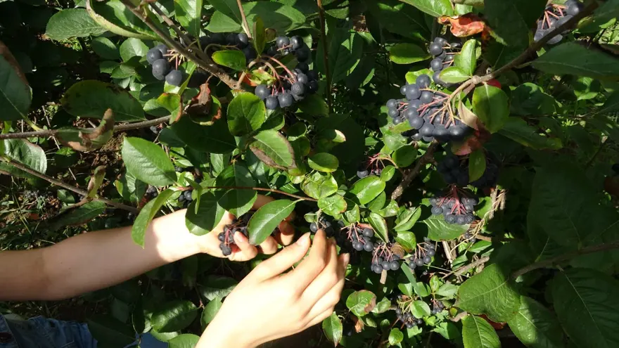 Karadeniz'in yeni meyvesi 'Aronya'da ilk hasat 1