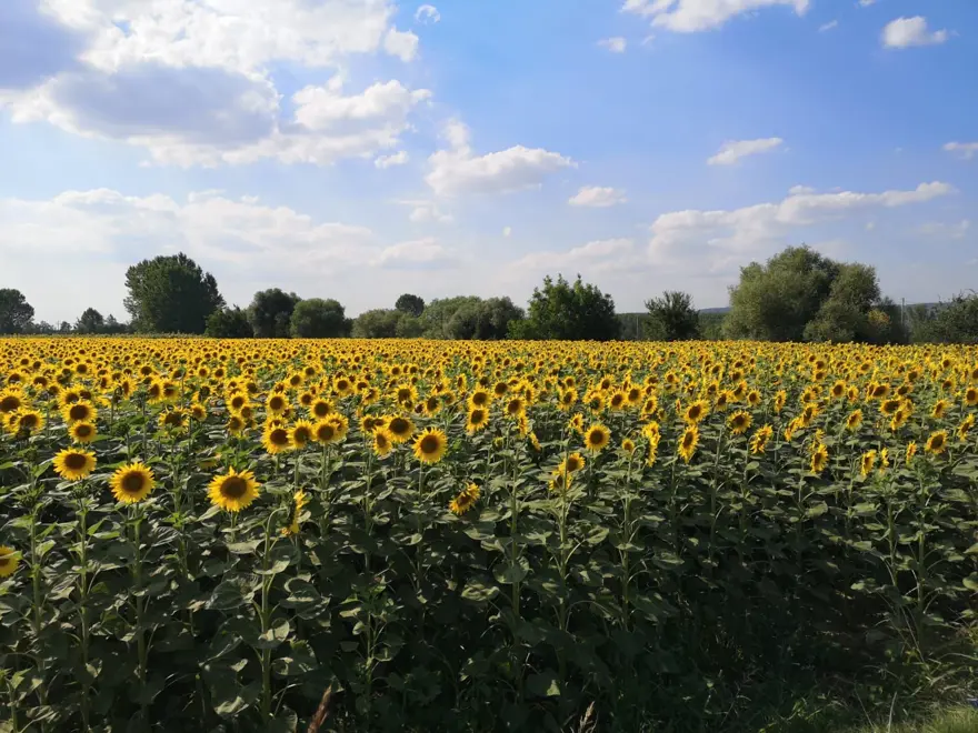 İstanbul çevresindeki en iyi kamp alanları 51 İstanbul çevresindeki en iyi kamp alanları 51