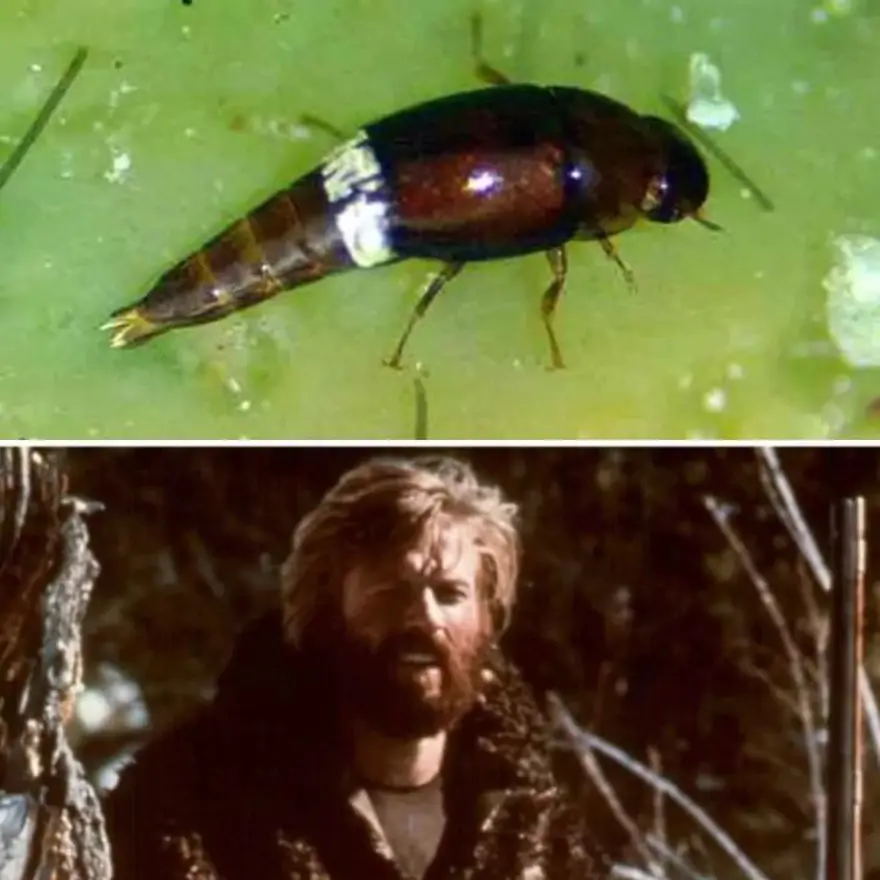 Ünlülerin adı verilen yeni türler 12 Ünlülerin adı verilen yeni türler 12