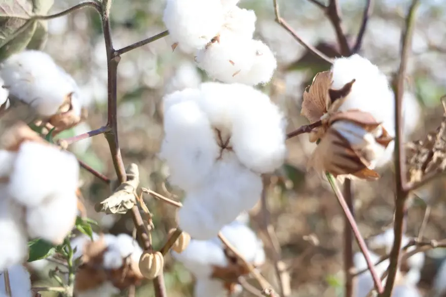 "Beyaz altın" da deniliyor: Bu yıl 140 bin ton rekolte bekleniyor 5 "Beyaz altın" da deniliyor: Bu yıl 140 bin ton rekolte bekleniyor 5