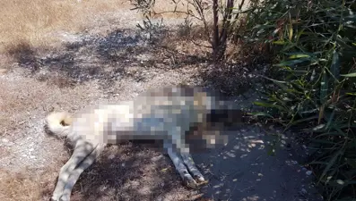Antalya Demre'de 10 köpek zehirlenerek öldürüldü